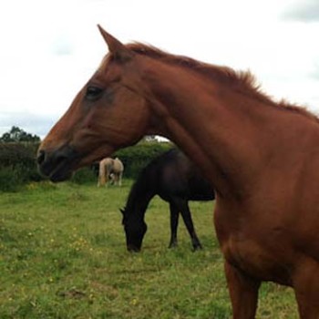 ginger-profile - Moor Farm Stables